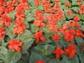 Dwarf Red Salvia / Salvia  splendens  